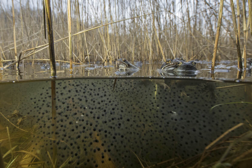 Bruingroene kikkers in het riet met kikkerdril rondom