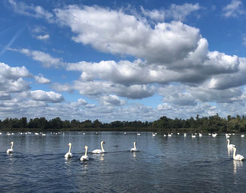 Zwanen in Biesbosch