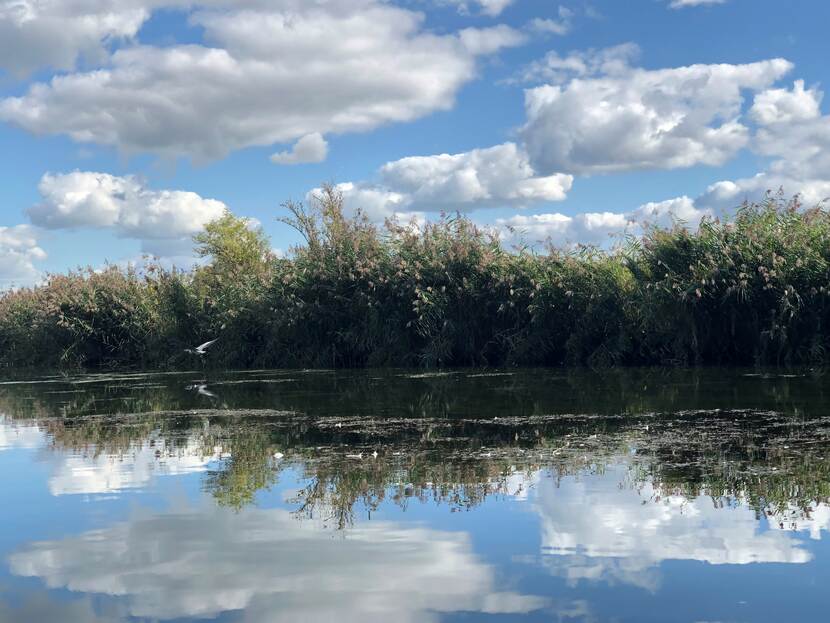 Biesbosch