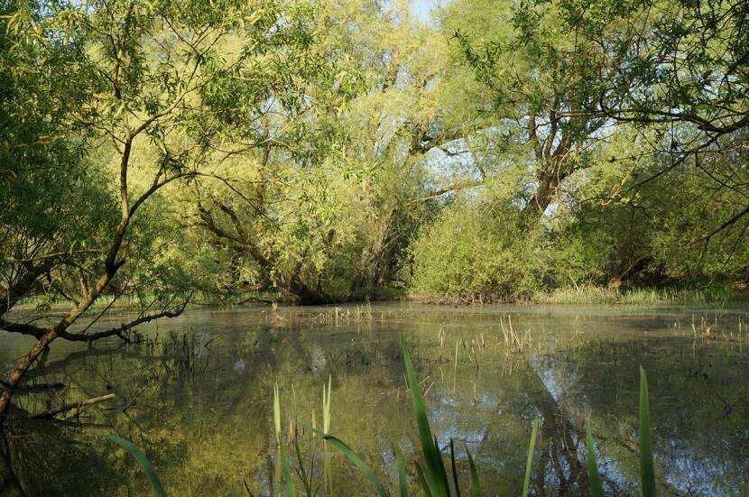 Ooibos Millingerwaard eind voorjaar