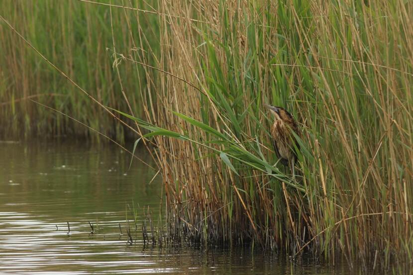 Roerdomp tussen het riet